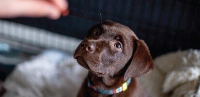 A brown lab puppy being fed a probiotic.