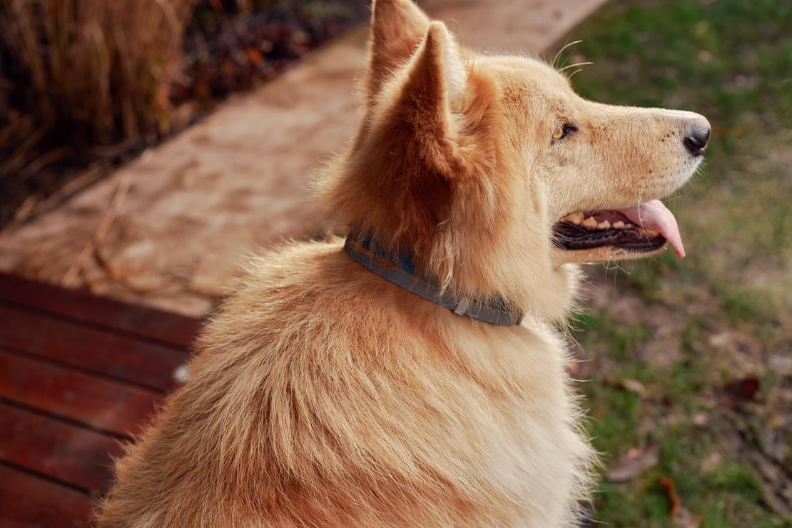 Dog wearing Seresto Flea and Tick Control collar