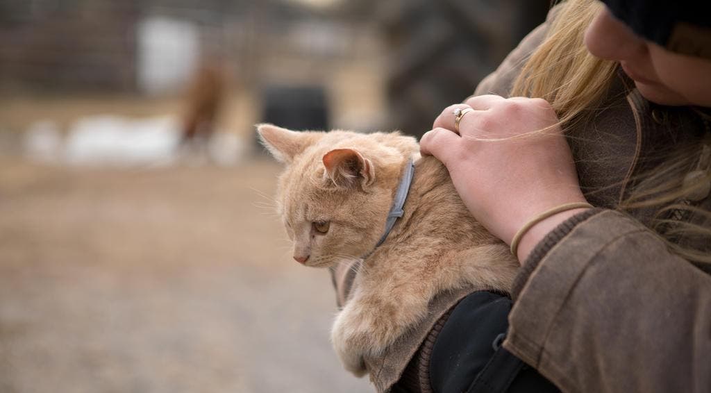 Zrzavá kočka v náruči ženy