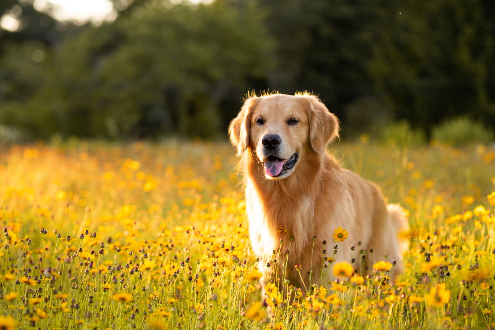Golden retriever dog in a meadow of flowers at sunset