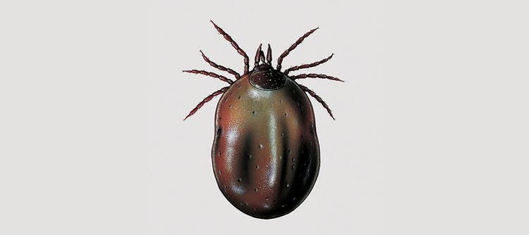 immagine zecca del cane