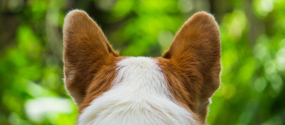 The back of a corgi dog’s head that is looking into the woods.
