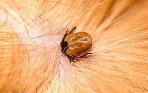 Tick on orange pet