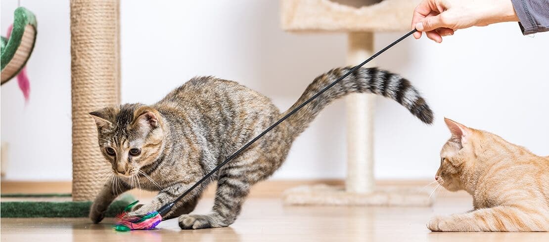 鳥の羽を使って2匹の猫を運動させる飼い主