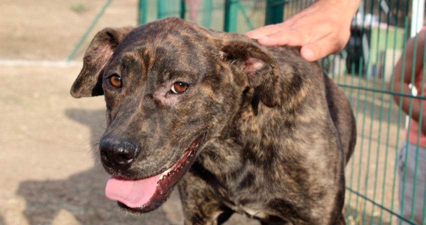 Proyecto Perros Felices Iru