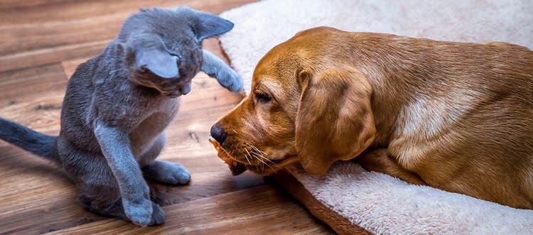 Šedé kotě si hraje s ospalým labradorským retrívrem
