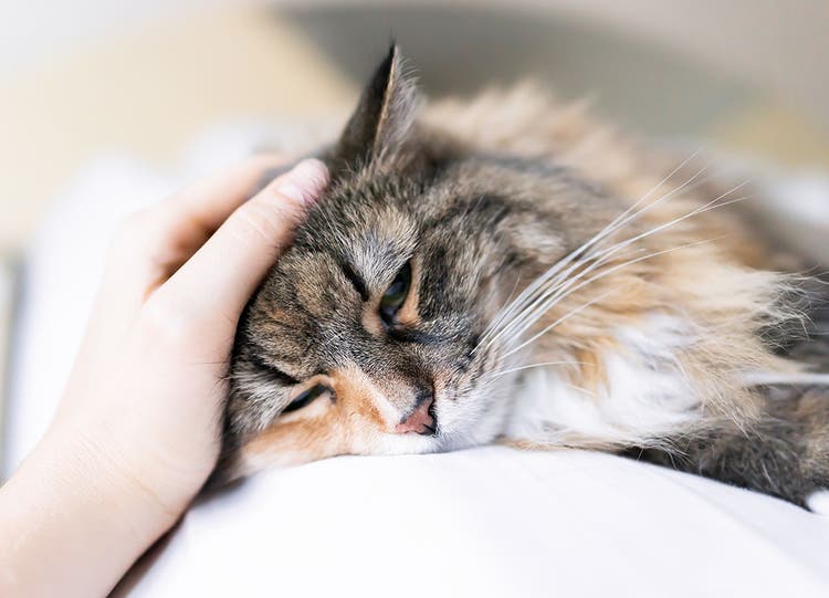 chat relaxant