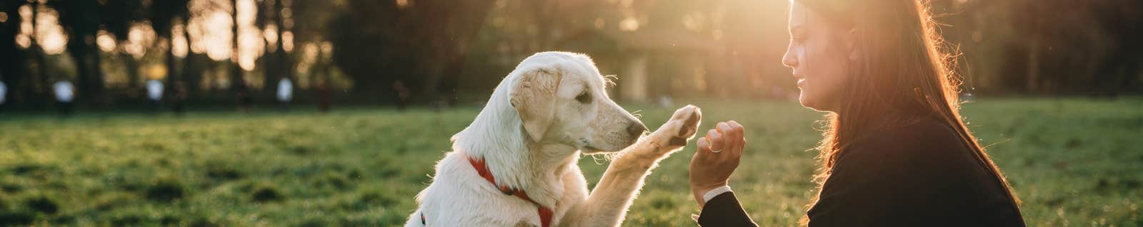 Dog and pet owner sitting on grass