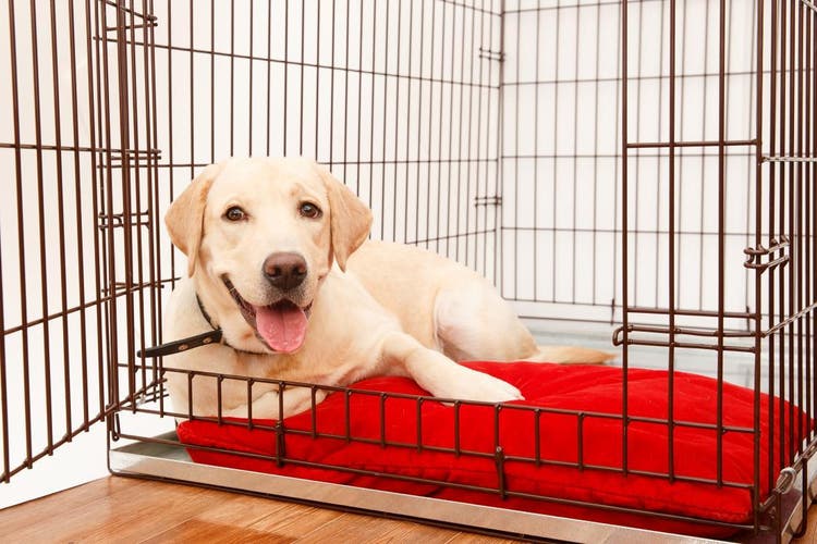 Labrador de color miel descansando en una jaula para perro