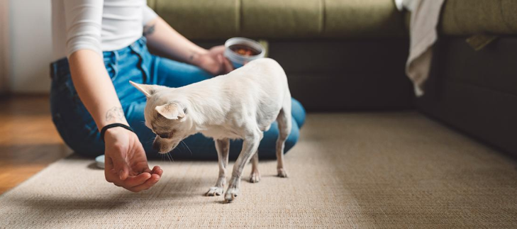 Hund der behandles med tabletter