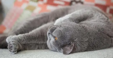 Indoor cat on second hand throw