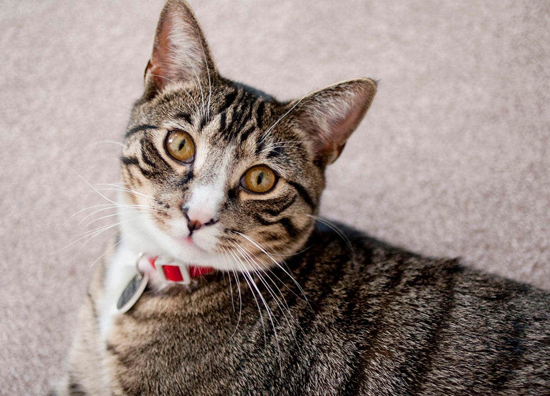 Gato deitado em um tapete em casa com uma coleira vermelha