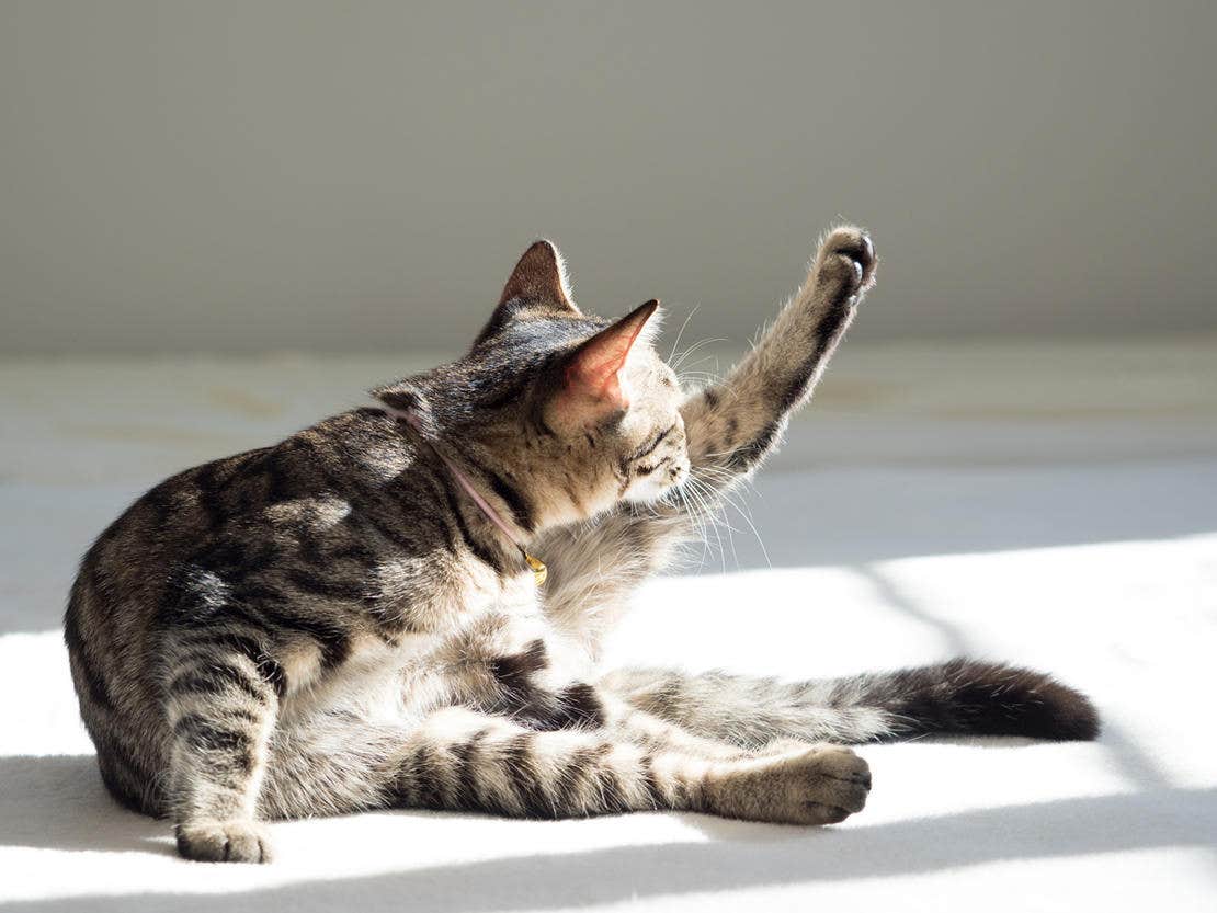 cat licking itself