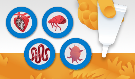Flea, ear mites, heartworm and intestinal worms' icons with advantage multi topical solution