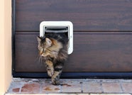 Guide To Cat Flap Training