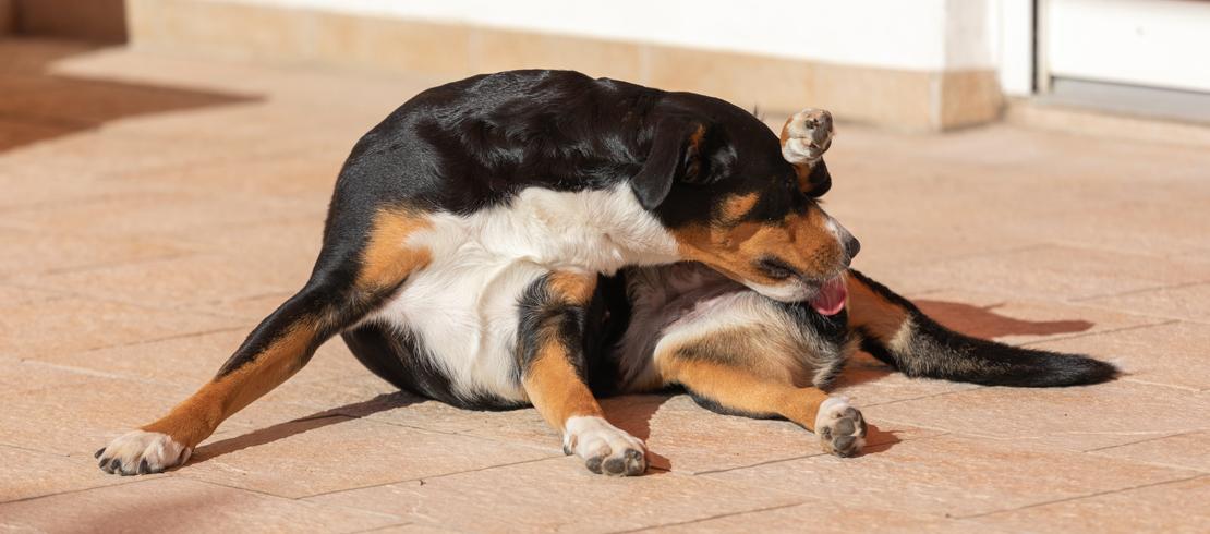 what to do if your dog is pooping worms