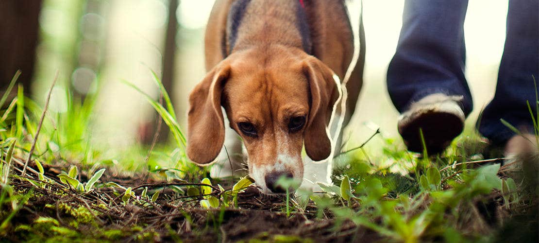 Beagle hund går och nosar på marken
