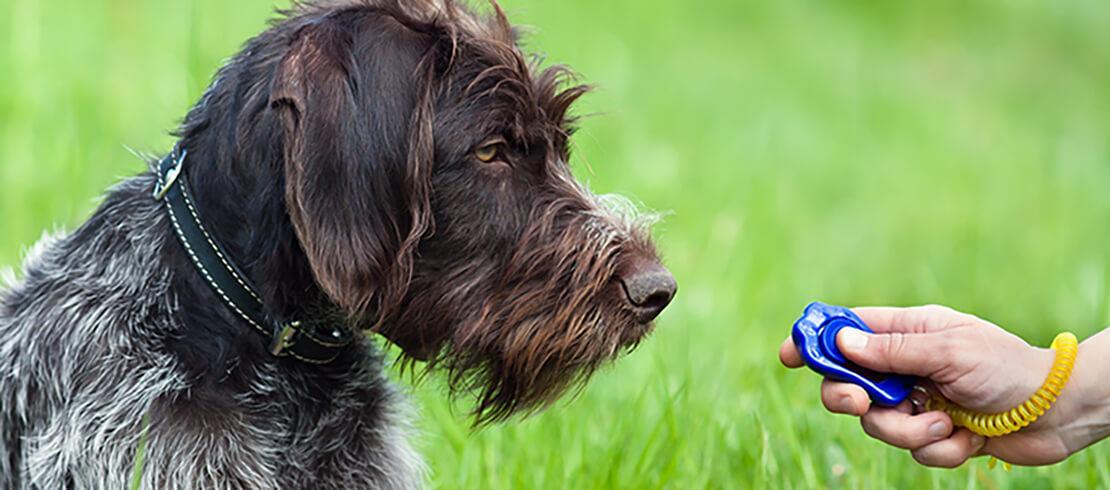 En ejer, som træner sin hund med en klikker