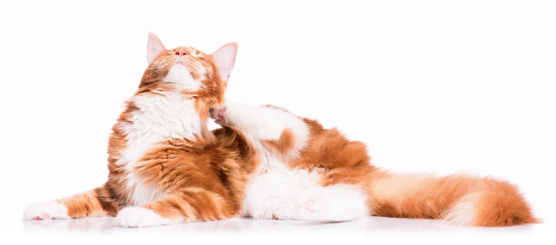 An orange Tabby cat scratching its neck.
