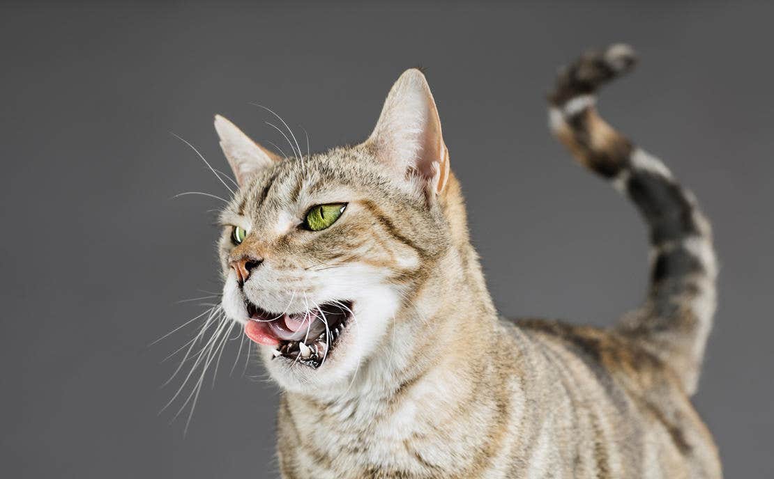 cat drooling