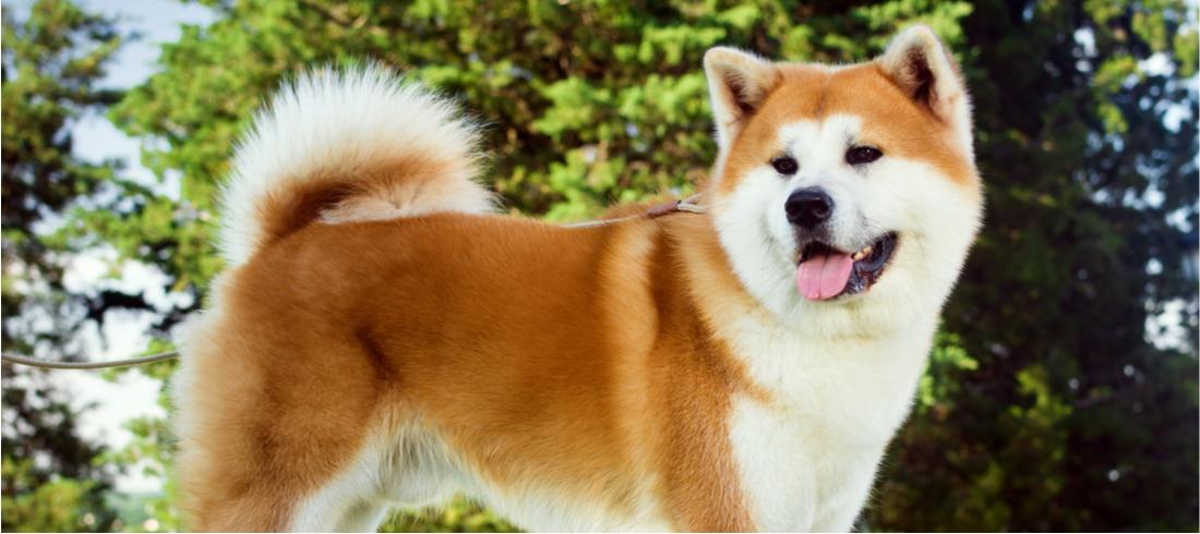 Alla scoperta delle razze canine: l'Akita Inu
