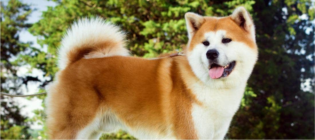 Alla scoperta delle razze canine- l’Akita Inu