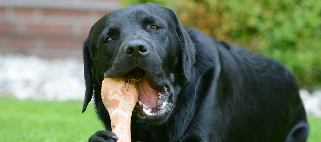 A black Labrador eating a bone outside.