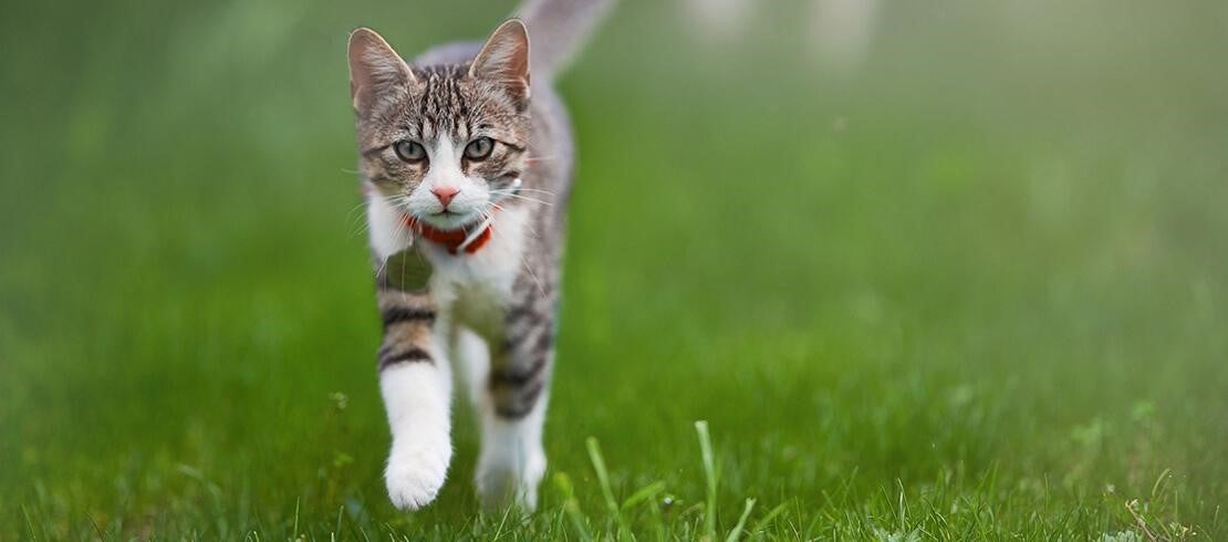A cat running through a grass field