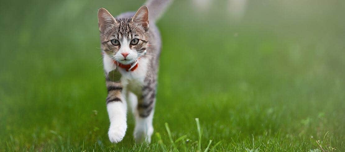 A cat running through a grass field
