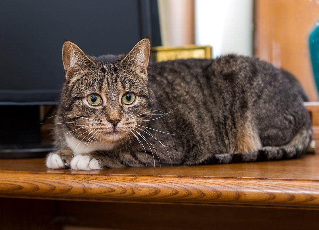 Сat lying on the table next to the monitor