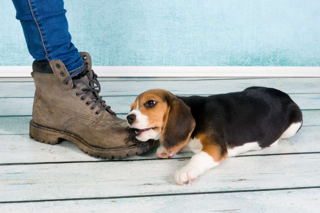 My dog keeps chewing my clearance shoes