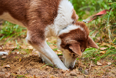 Image of a dog sniffing dirt. Sniffing dirt could increase the dog’s risk of being infected with intestinal worms.