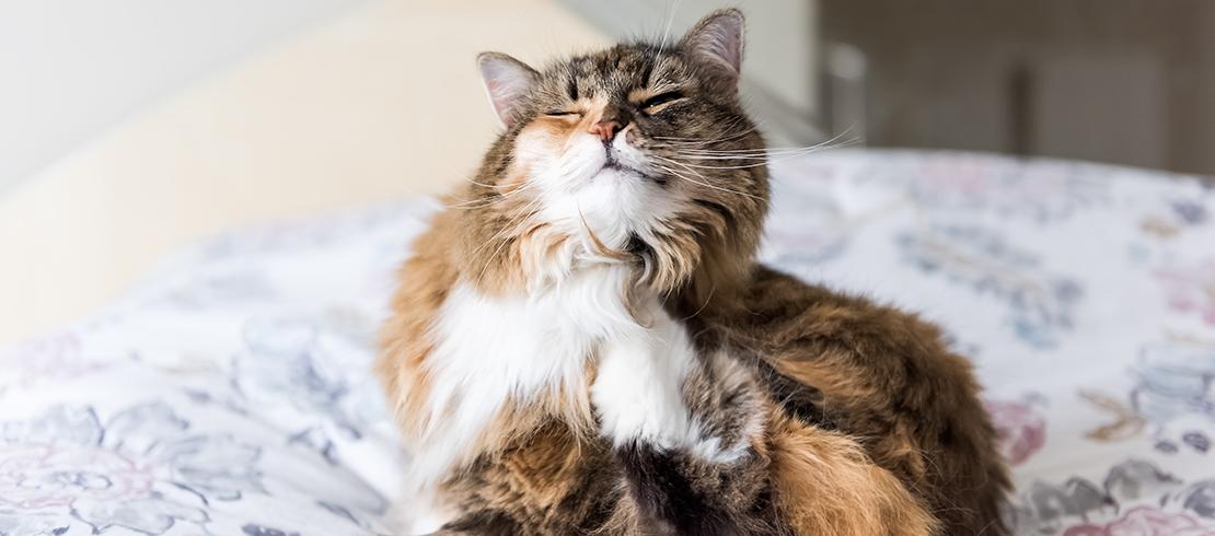 cat scratching could be a sign that your cat has fleas