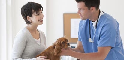  Cocker Spaniel on exam table with owner and vet