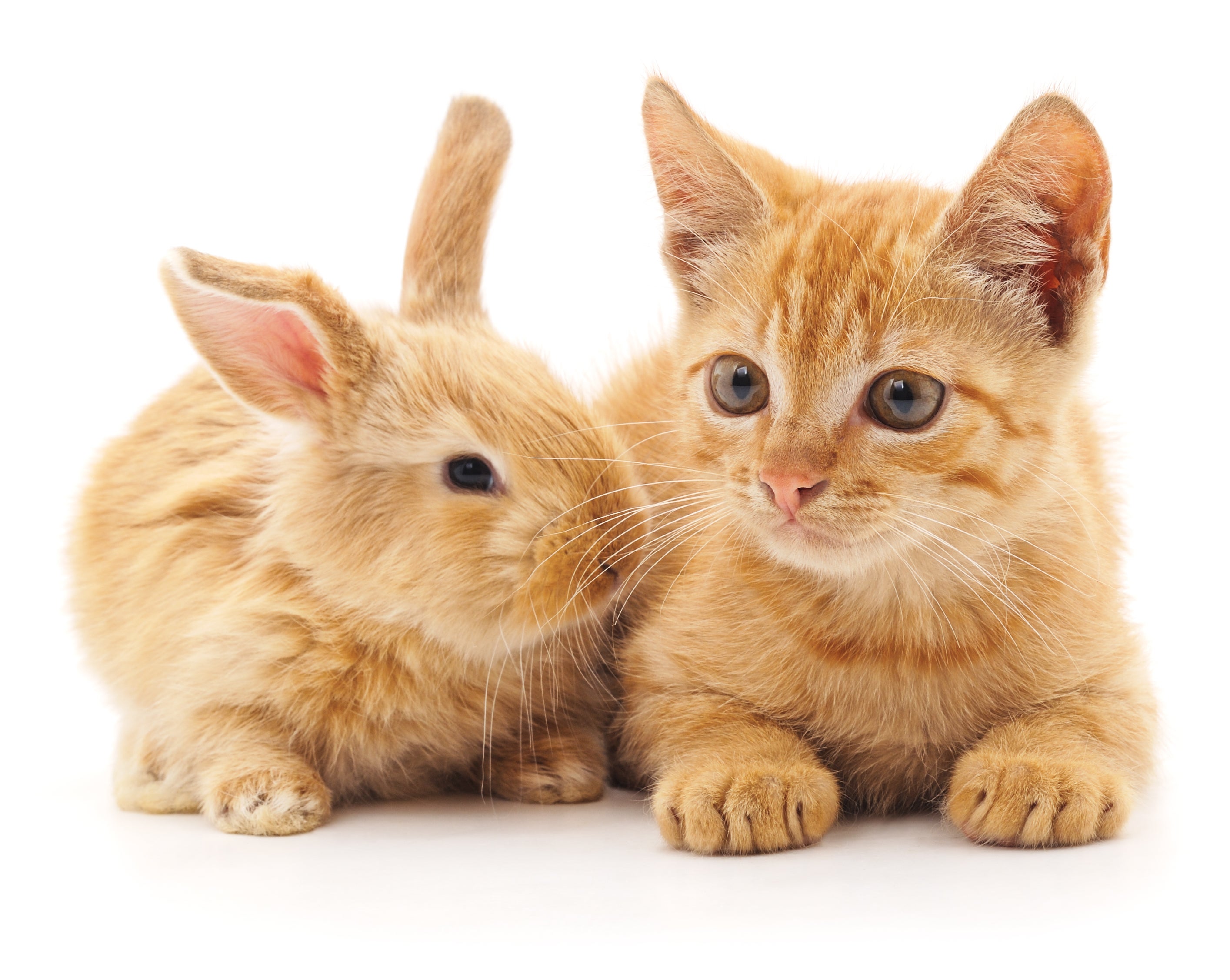 Rote Katze und Kaninchen auf weißem Hintergrund 