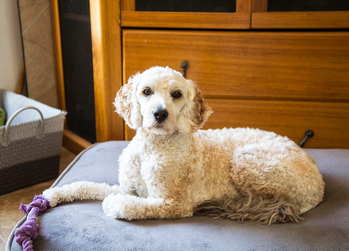 Labradoodle on dog pillow with chew toy