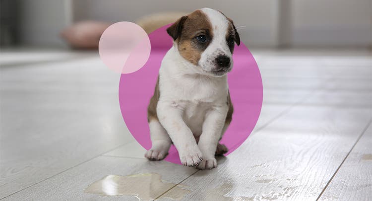 Brown and white puppy sitting on floor near a potty training accident