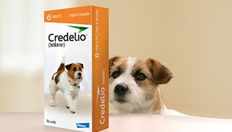 A dog with a package of Credelio 