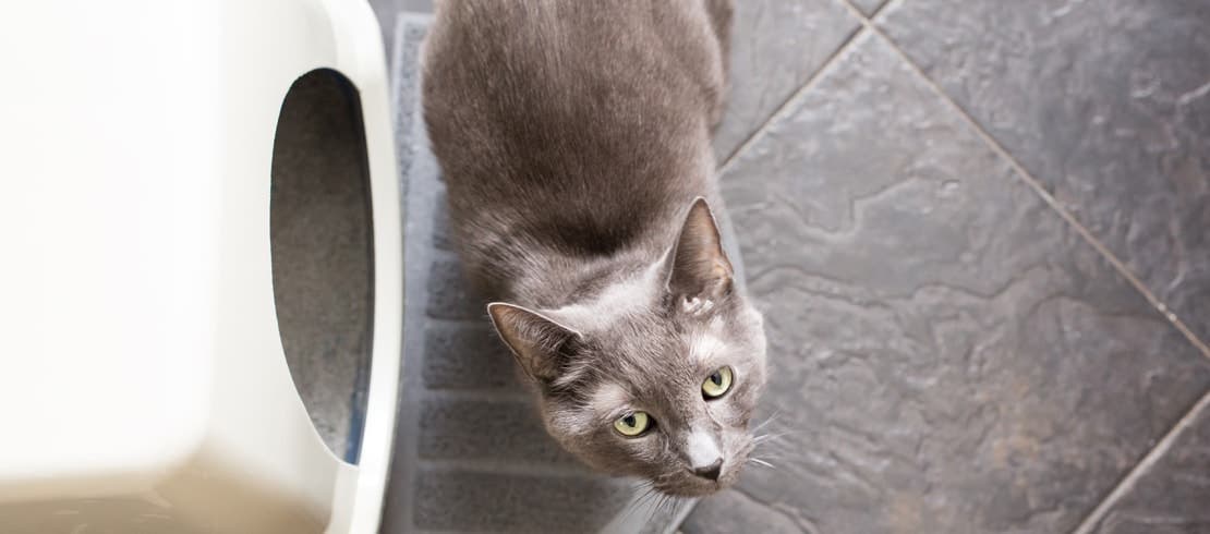 Gray cat standing on a litter mat next to a litter box with a lid.