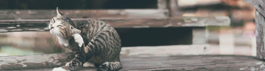 Hur vet jag om min hund eller katt har loppor? 