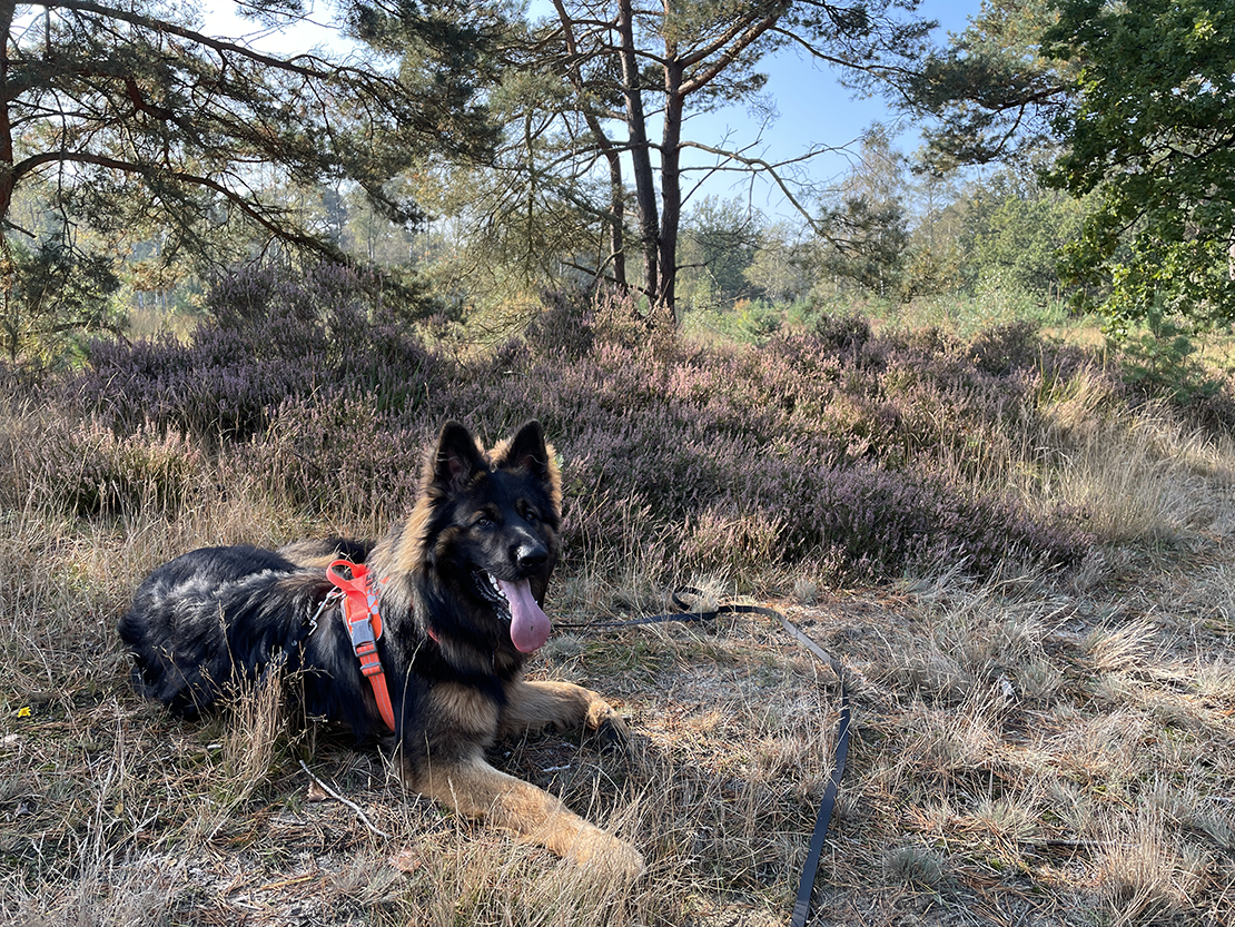 herder op het gras