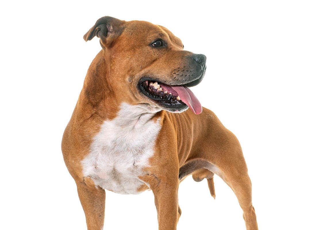Standing Staffordshire Bull Terrier looking to the side