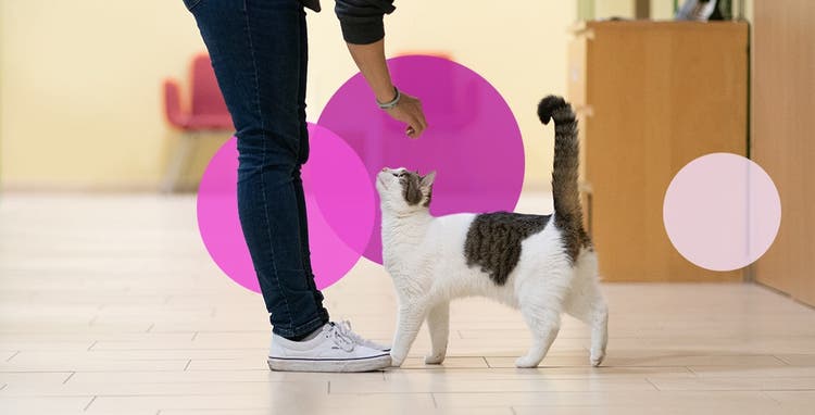 Human petting cat with pink circles in background