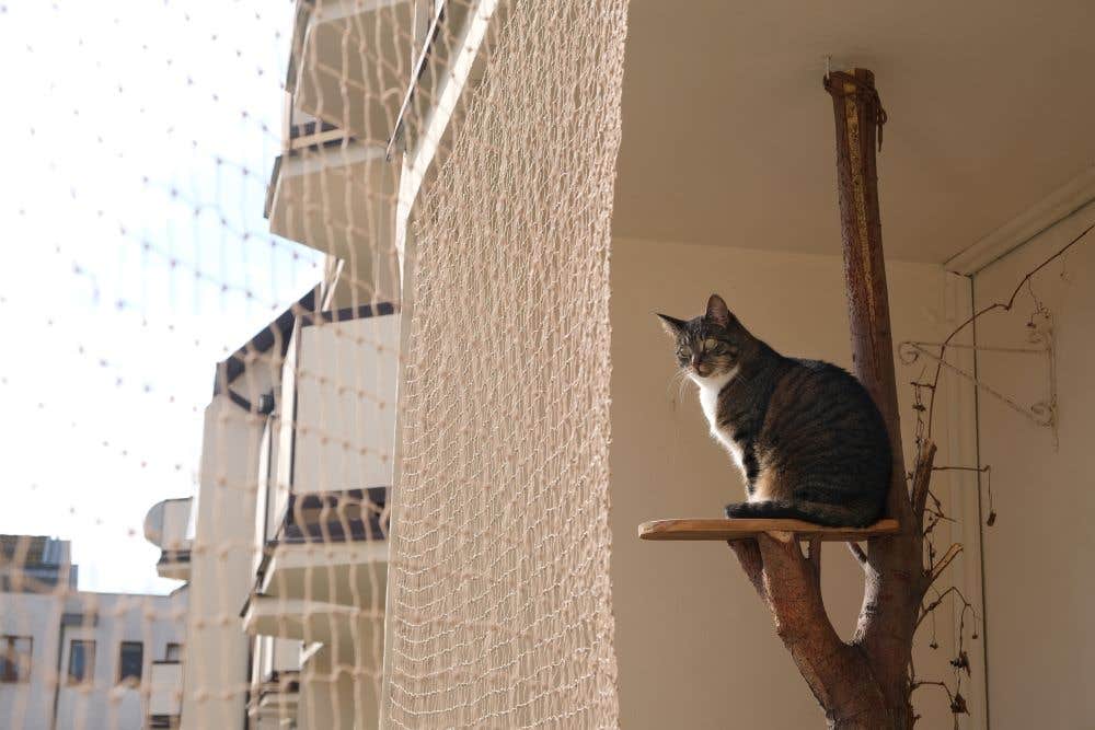 siatka na balkon dla kota