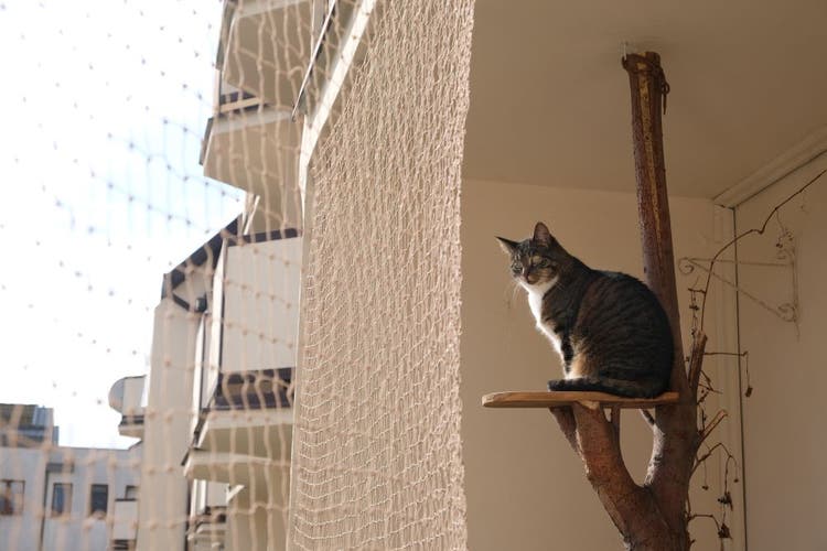 siatka na balkon dla kota