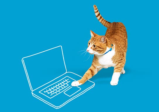 A cat typing on a laptop