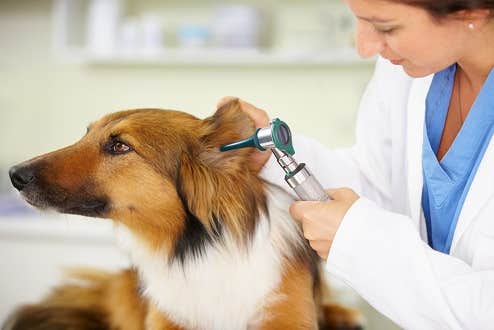 Dyrlæge undersøger øret på en collie hund