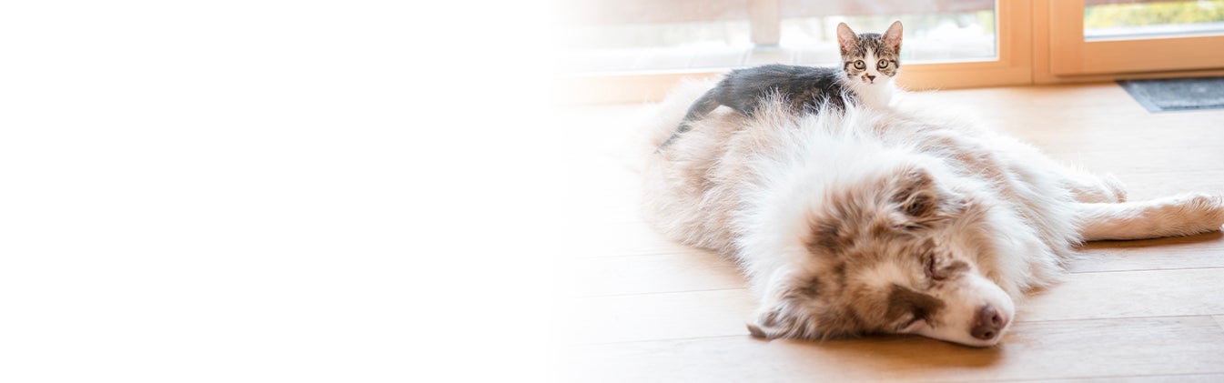 MilbemaxChew vermifuge chien de plus de 5kg - Elanco - IllicoPharma