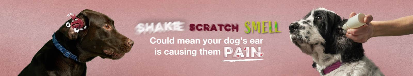 Otitis externa in dogs can cause itching scratching and smelly ears