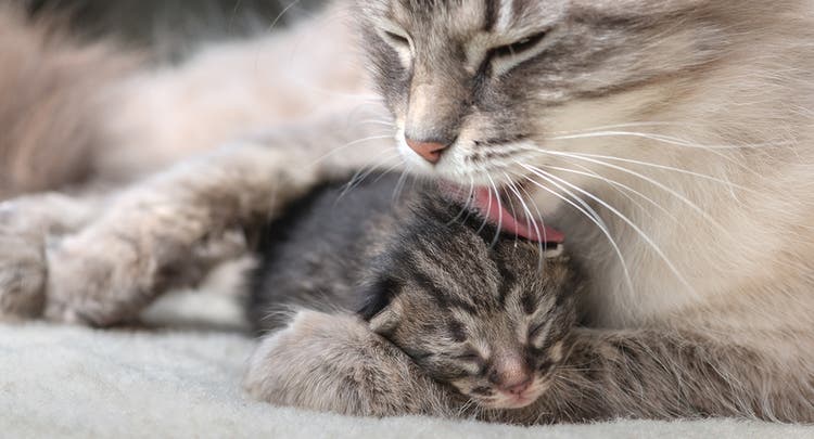 A mother cat grooming her sleeping kitten. 